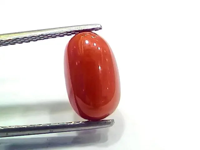 4.17 Ct 4.63 Ratti Natural Italian Red Coral Moonga Gemstone - Venus Gems