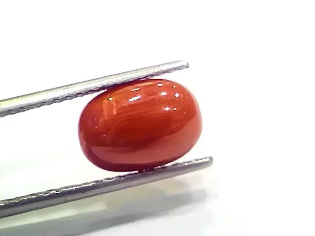 4.00 Ct 4.44 Ratti Natural Italian Red Coral Moonga Gemstone - Venus Gems