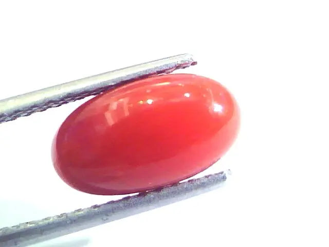 4.13 Ct Untreated Natural Premium Italian Red Coral AAAAA