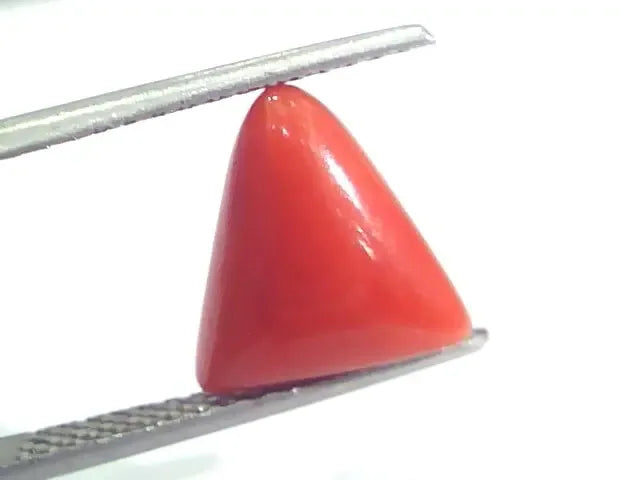 4.10 Ct 4.55 Ratti Natural Italian Triangle Red Coral Moonga Gemstone - Venus Gems