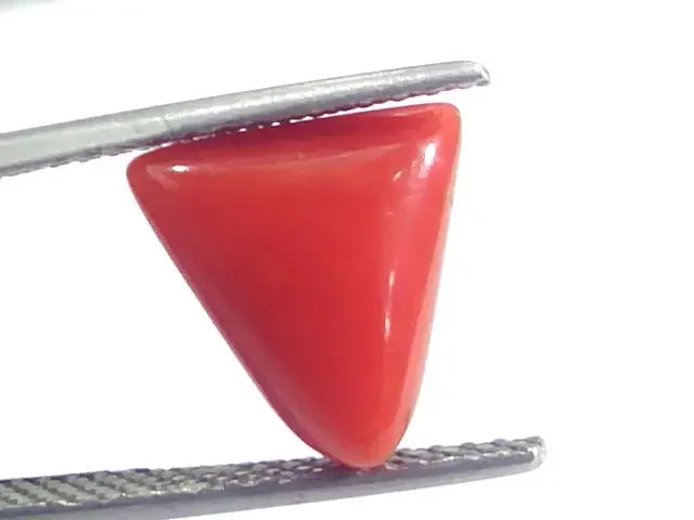 4.10 Ct 4.55 Ratti Natural Italian Triangle Red Coral Moonga Gemstone - Venus Gems