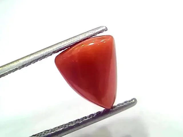 3.97 Ct 4.36 Ratti Natural Italian Triangle Red Coral Moonga Gemstone - Venus Gems