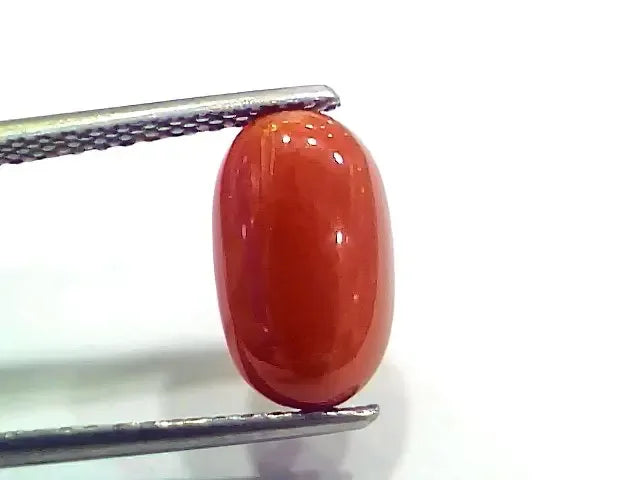 4.17 Ct 4.63 Ratti Natural Italian Red Coral Moonga Gemstone - Venus Gems