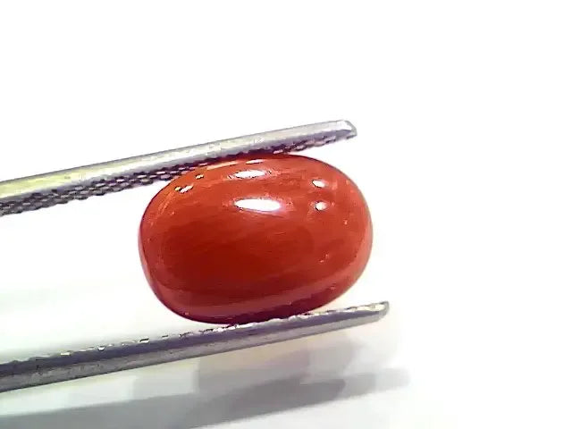 4.00 Ct 4.44 Ratti Natural Italian Red Coral Moonga Gemstone - Venus Gems