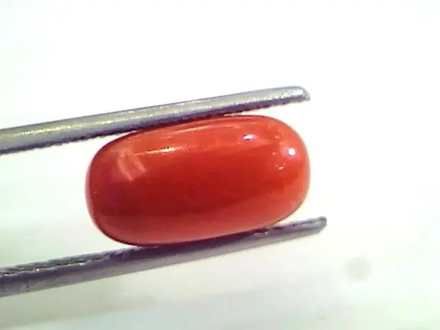 4.19 Ct Untreated Natural Premium Italian Red Coral AAAAA