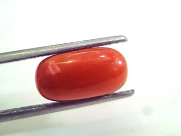 4.19 Ct Untreated Natural Premium Italian Red Coral AAAAA