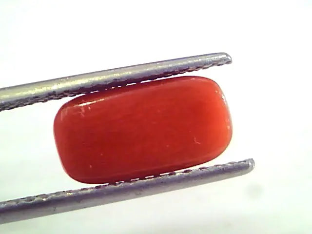 4.19 Ct Untreated Natural Premium Italian Red Coral AAAAA