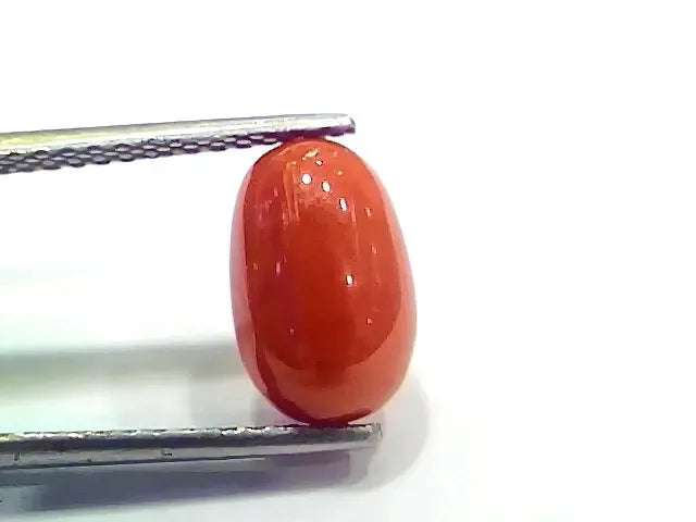 4.20 Ct 4.66 Ratti Natural Italian Red Coral Moonga Gemstone - Venus Gems