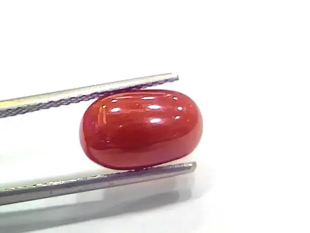 4.03 Ct 4.47 Ratti Natural Italian Red Coral Moonga Gemstone - Venus Gems