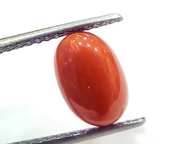 4.20 Ct 7 Ratti Natural Untreated Italian Red Coral Moonga Gems