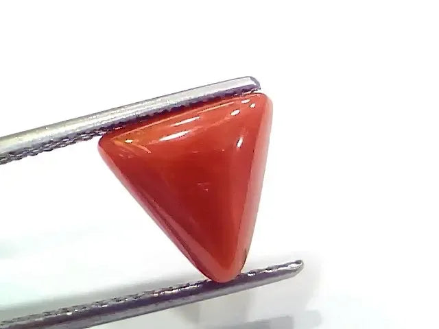 4.10 Ct 4.55 Ratti Natural Italian Triangle Red Coral Moonga Gemstone - Venus Gems