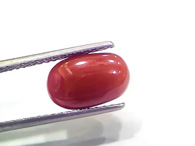 4.03 Ct 4.47 Ratti Natural Italian Red Coral Moonga Gemstone - Venus Gems