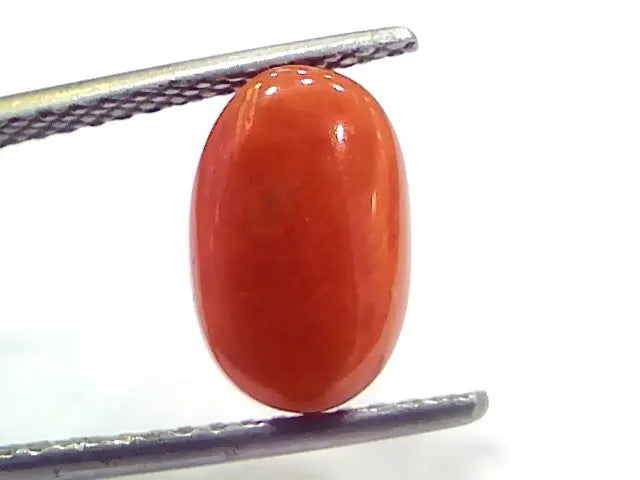4.20 Ct 7 Ratti Natural Untreated Italian Red Coral Moonga Gems