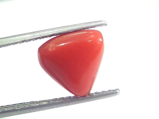 4.17 Ct 6.9 Ratti Natural Italian Triangle Red Coral Moonga Gemstone