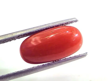 4.21 Ct Untreated Natural Premium Italian Red Coral AAAAA