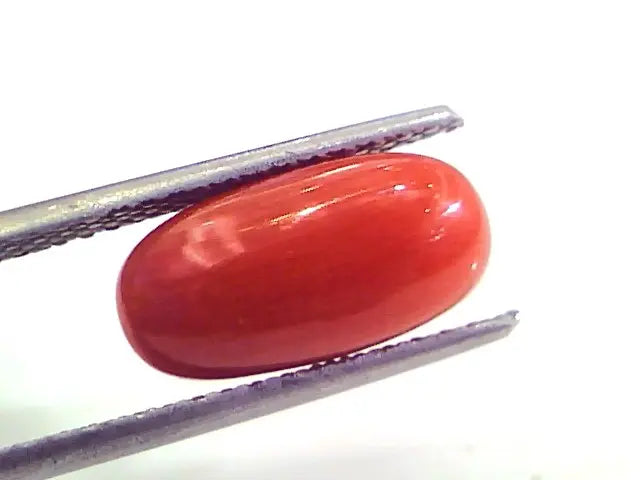 4.21 Ct Untreated Natural Premium Italian Red Coral AAAAA