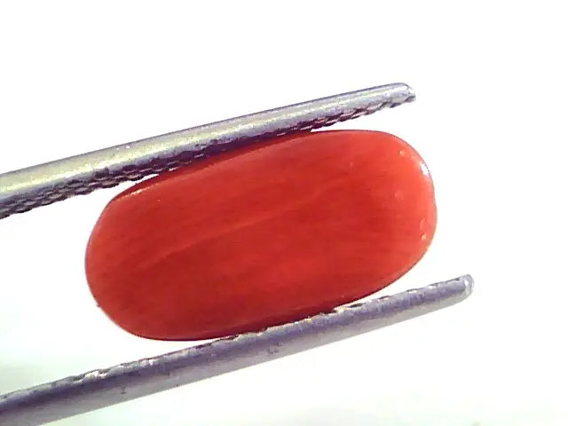 4.21 Ct Untreated Natural Premium Italian Red Coral AAAAA