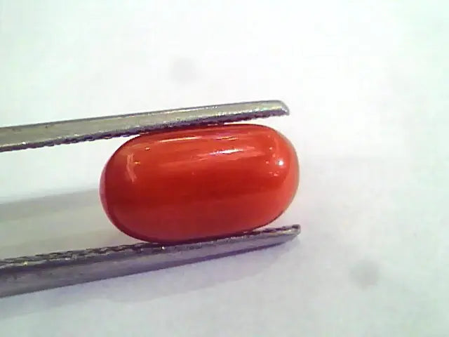 4.20 Ct 6.5 Ratti Natural Italian Red Coral Moonga Gemstone AAAA