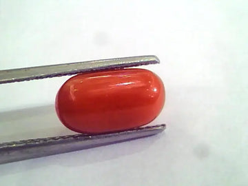 4.20 Ct 6.5 Ratti Natural Italian Red Coral Moonga Gemstone AAAA