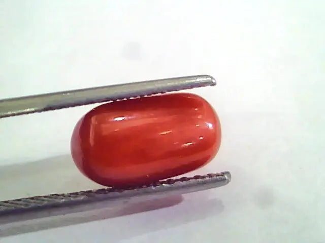 4.20 Ct 6.5 Ratti Natural Italian Red Coral Moonga Gemstone AAAA