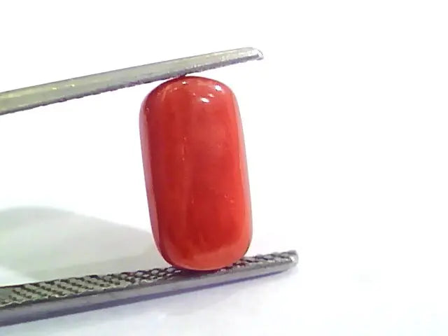 4.20 Ct Untreated Natural Italian Red Coral Moonga Gemstone AA