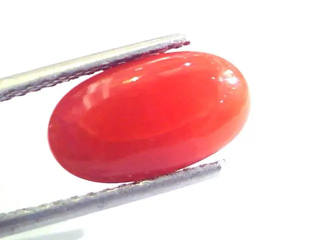 4.25 Ct Untreated Natural Premium Italian Red Coral AAAAA