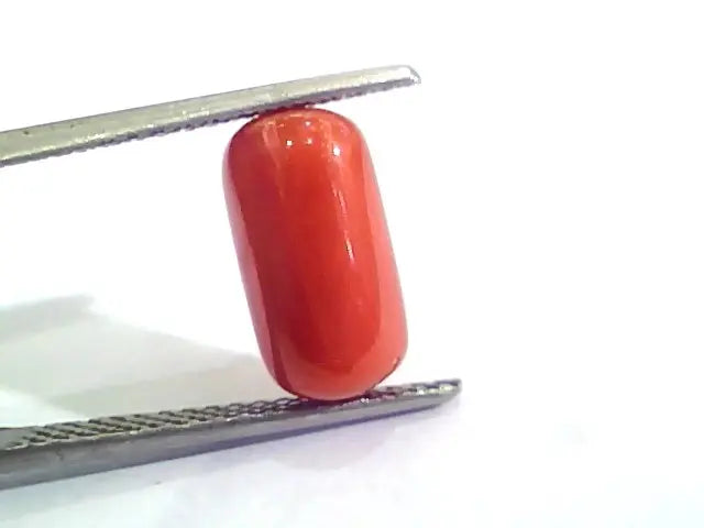 4.20 Ct Untreated Natural Italian Red Coral Moonga Gemstone AA