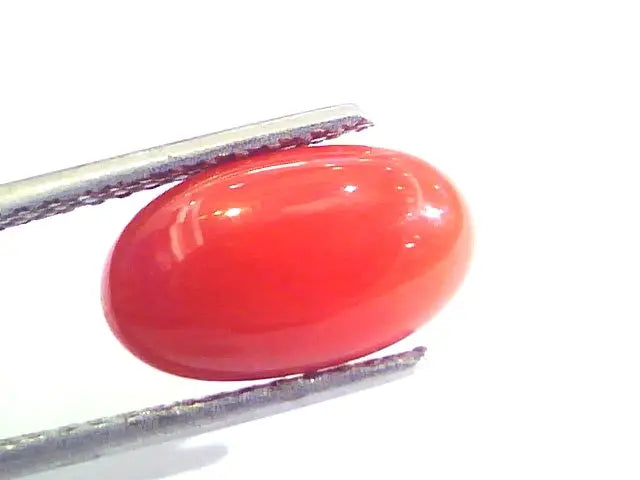 4.25 Ct Untreated Natural Premium Italian Red Coral AAAAA