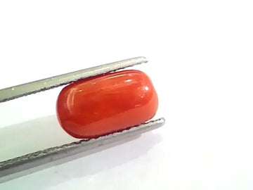 4.22 Ct 4.68 Ratti Untreated Natural Italian Red Coral Moonga Gemstone AA - Venus Gems