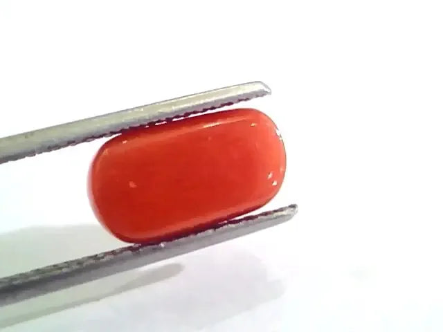 4.22 Ct 4.68 Ratti Untreated Natural Italian Red Coral Moonga Gemstone AA - Venus Gems