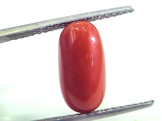 4.23 Ct Untreated Natural Premium Italian Red Coral AAAAA