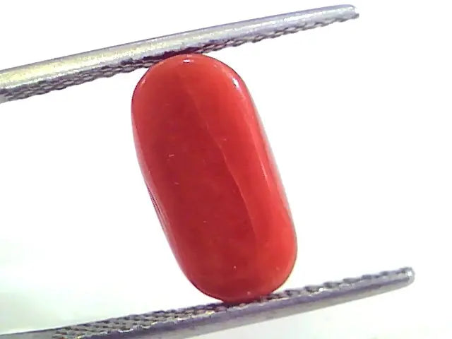 4.23 Ct Untreated Natural Premium Italian Red Coral AAAAA