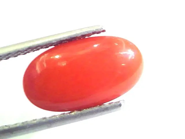 4.28 Ct Untreated Natural Premium Italian Red Coral AAAAA