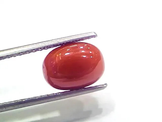 4.26 Ct 4.73 Ratti Natural Italian Red Coral Moonga Gemstone - Venus Gems
