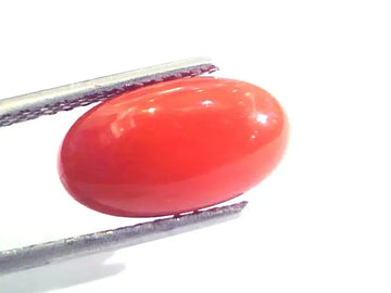 4.28 Ct Untreated Natural Premium Italian Red Coral AAAAA