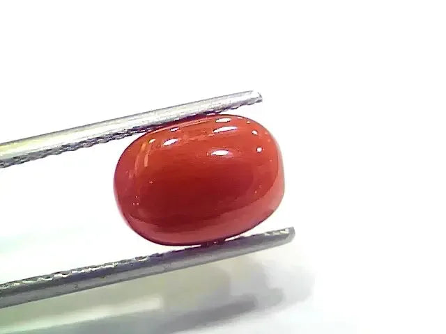 4.26 Ct 4.73 Ratti Natural Italian Red Coral Moonga Gemstone - Venus Gems