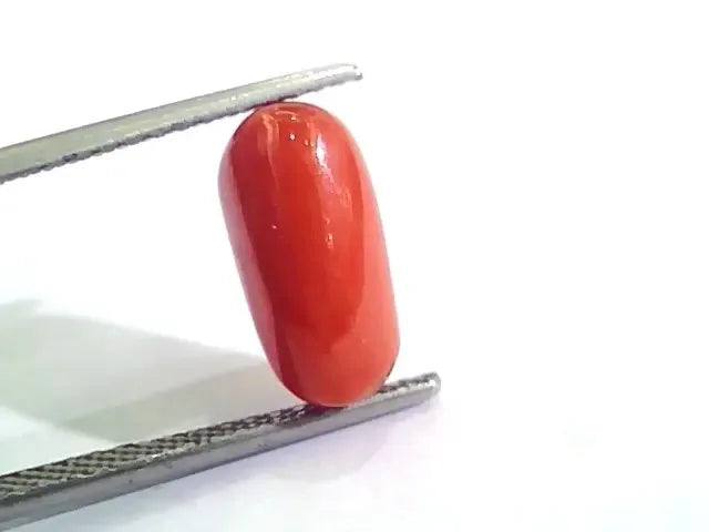 4.27 Ct 4.74 Ratti Untreated Natural Italian Red Coral Moonga Gemstone AA - Venus Gems