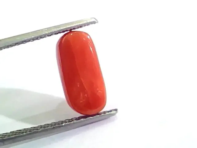 4.27 Ct 4.74 Ratti Untreated Natural Italian Red Coral Moonga Gemstone AA - Venus Gems