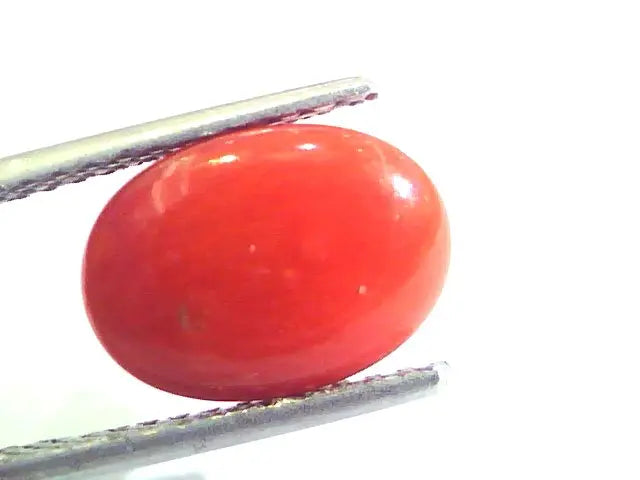 4.44 Ct Untreated Natural Premium Italian Red Coral AAAAA