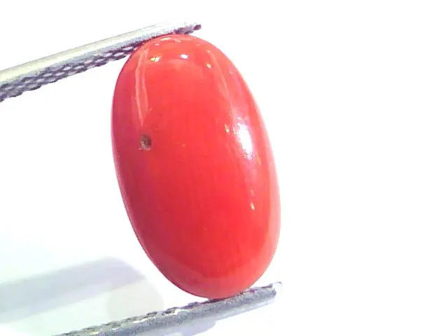 4.30 Ct Untreated Natural Premium Italian Red Coral AAAAA