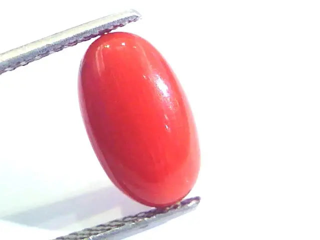 4.30 Ct Untreated Natural Premium Italian Red Coral AAAAA