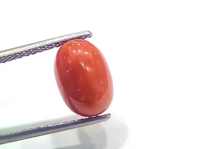 4.33 Ct 4.81 Ratti Natural Italian Red Coral Moonga Gemstone - Venus Gems