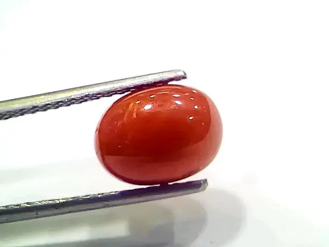 4.42 Ct 4.91 Ratti Natural Italian Red Coral Moonga Gemstone - Venus Gems