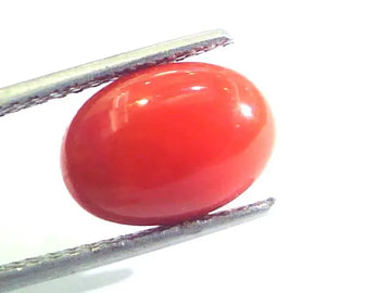 4.44 Ct Untreated Natural Premium Italian Red Coral AAAAA