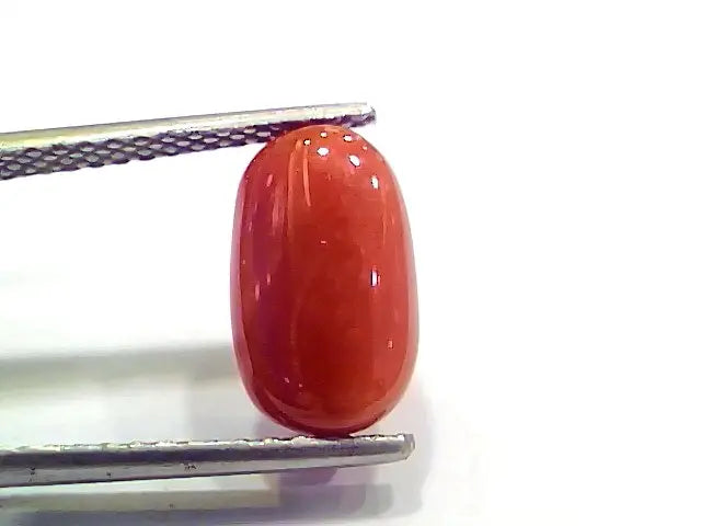 4.27 Ct 4.74 Ratti Natural Italian Red Coral Moonga Gemstone