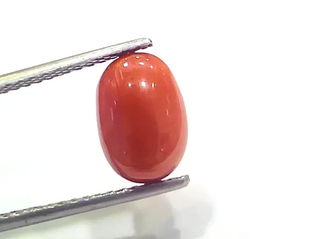 4.33 Ct 4.81 Ratti Natural Italian Red Coral Moonga Gemstone - Venus Gems