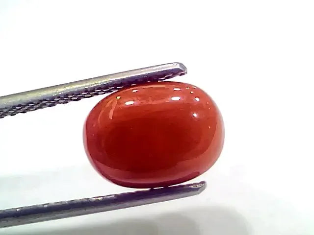 4.42 Ct 4.91 Ratti Natural Italian Red Coral Moonga Gemstone - Venus Gems