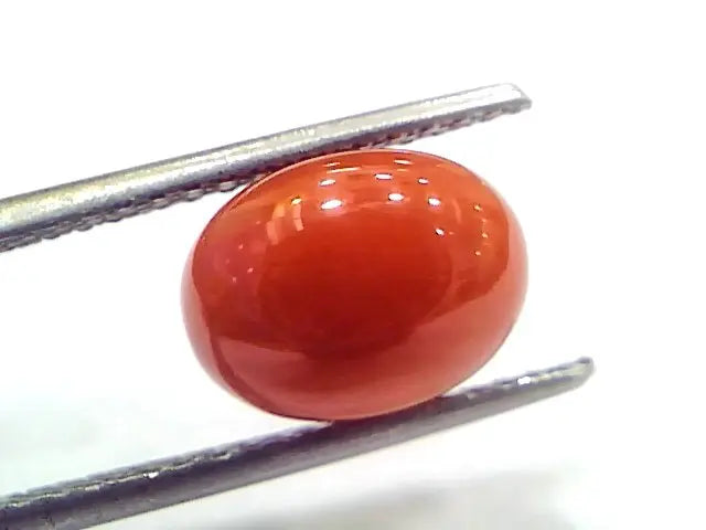 4.37 Ct 7.2 Ratti Natural Untreated Italian Red Coral Moonga Gems