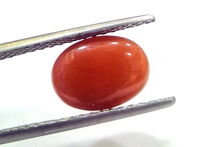 4.37 Ct 7.2 Ratti Natural Untreated Italian Red Coral Moonga Gems