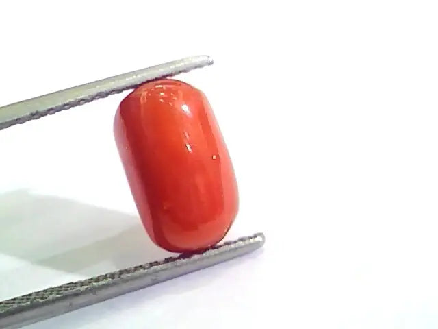 4.33 Ct Untreated Natural Italian Red Coral Moonga Gemstone AA